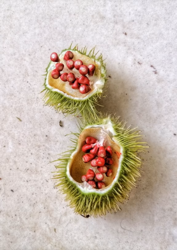 With a focus on quality sourcing, dependable supply, and efficient export coordination, LeoFresh Global helps clients access castor seeds from Africa with greater ease and confidence.