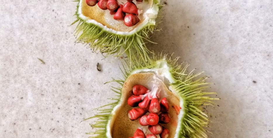 With a focus on quality sourcing, dependable supply, and efficient export coordination, LeoFresh Global helps clients access castor seeds from Africa with greater ease and confidence.
