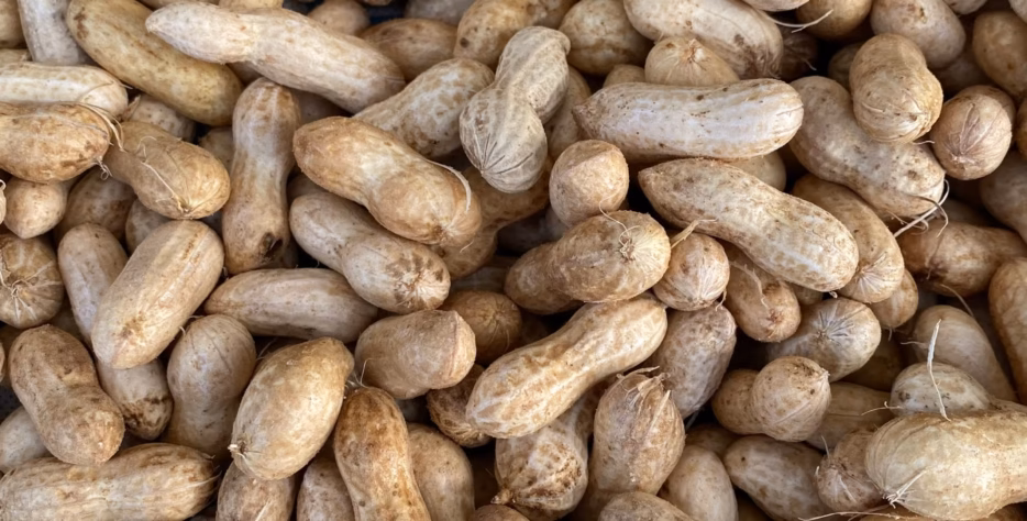 LeoFresh Global supplies quality groundnut seeds sourced from selected African suppliers. Our groundnuts can serve food processing, oil production, and other commercial applications.