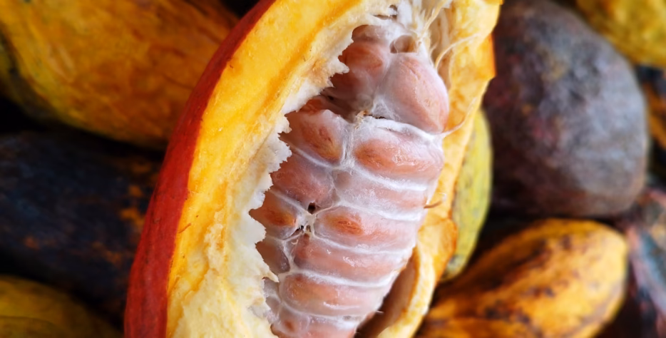 Africa is home to some of the world's leading cocoa-producing regions, and LeoFresh Global connects international buyers with quality African cocoa.
