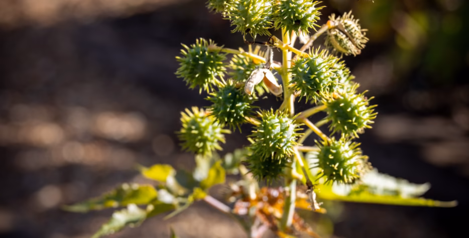 With a focus on quality sourcing, dependable supply, and efficient export coordination, LeoFresh Global helps clients access castor seeds from Africa with greater ease and confidence.