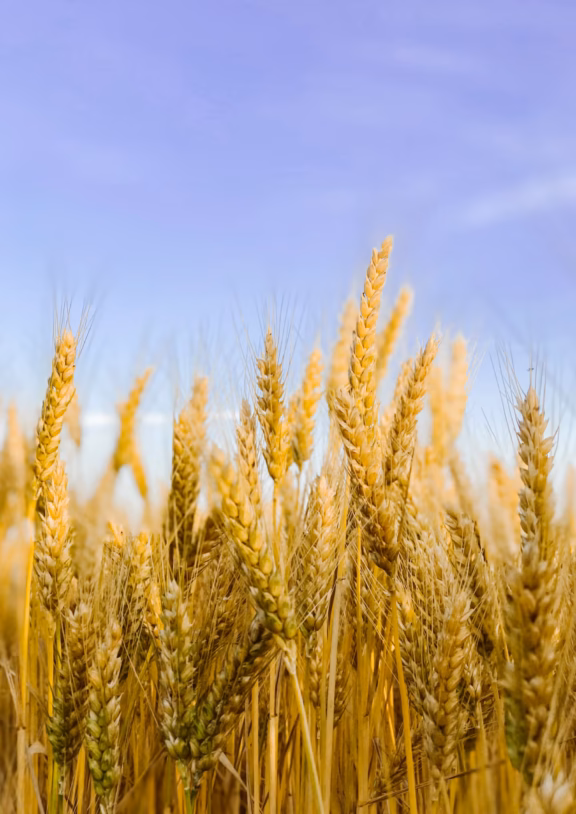 Wheat