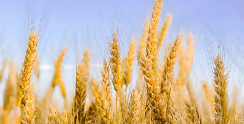 Wheat
