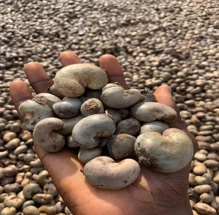 We source quality cashew nuts from established agricultural suppliers across Africa, serving food processing, snack manufacturing, confectionery, and commodity trading markets. Our sourcing approach is designed to ensure dependable supply, competitive procurement, and seamless export coordination from origin to destination.
